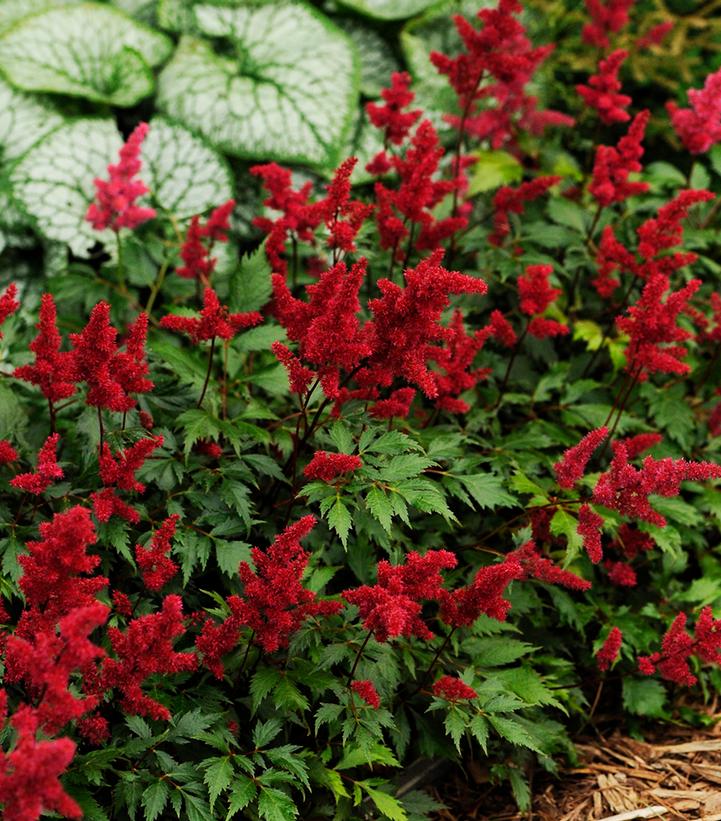 Astilbe arendsii 'Fanal'