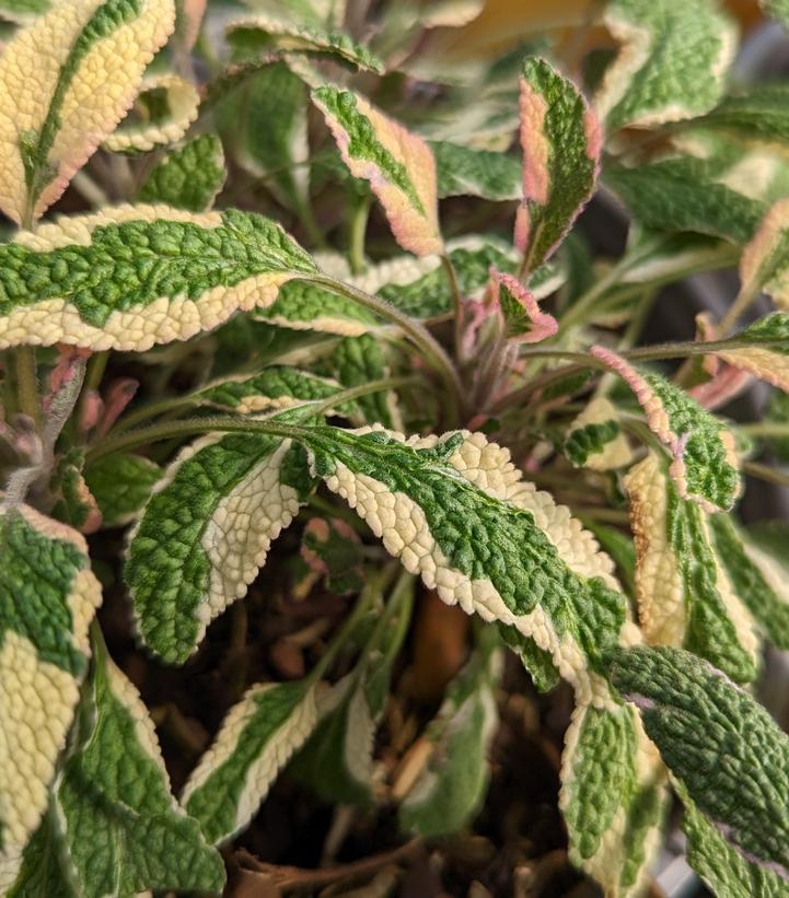 Salvia officinalis 'Tricolor'