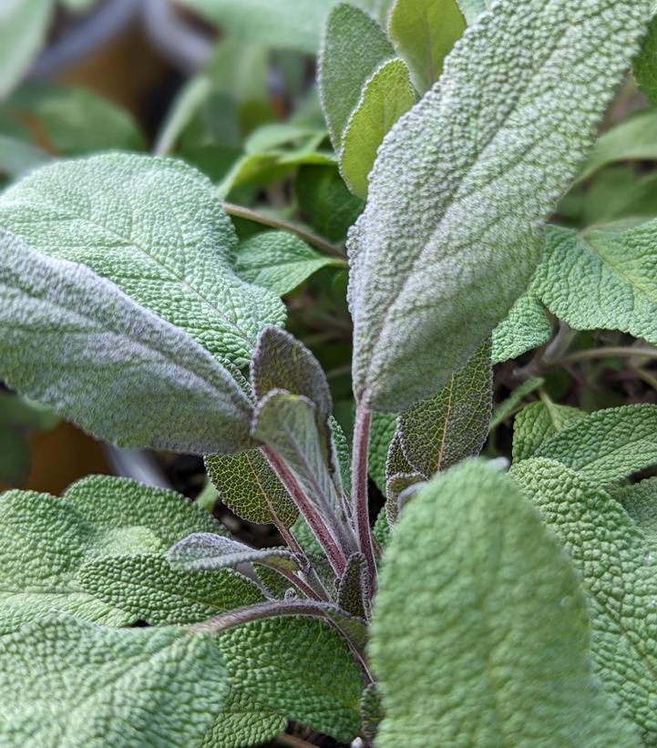 Salvia officinalis 'Purpurescens'