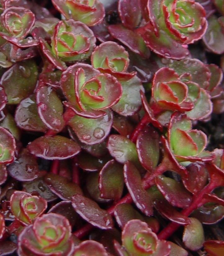 Sedum spurium 'Blaze'