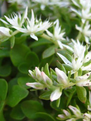 Sedum ternatum 'Larinem Park'
