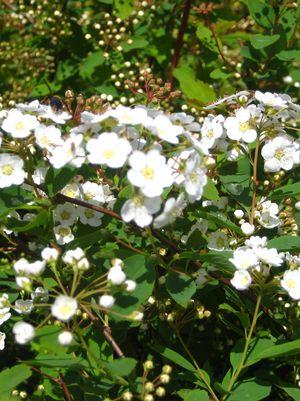 Spiraea x vanhouttei Renaissance