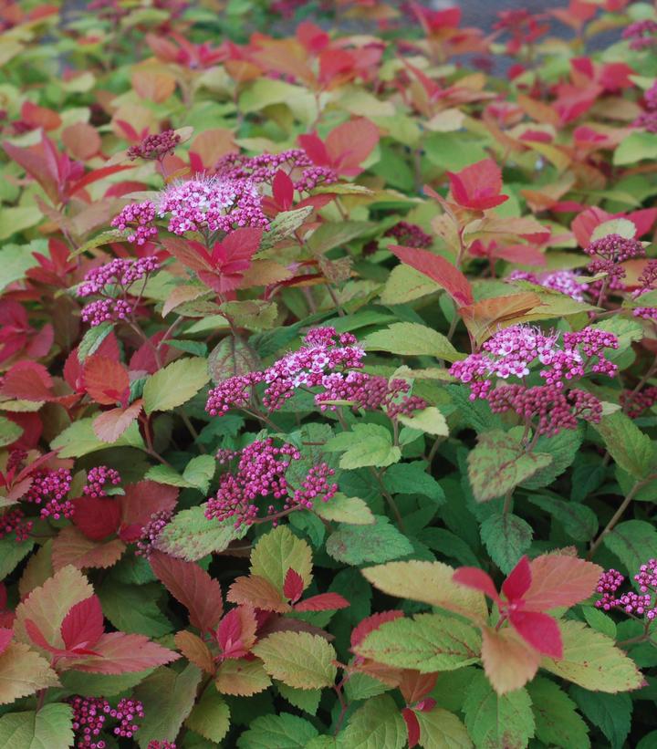 Spiraea x Double Play® Double Play Big Bang®