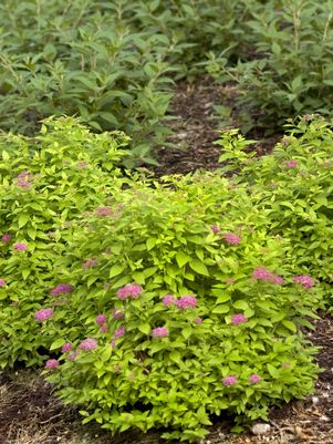 Spiraea japonica Double Play® Double Play® Gold