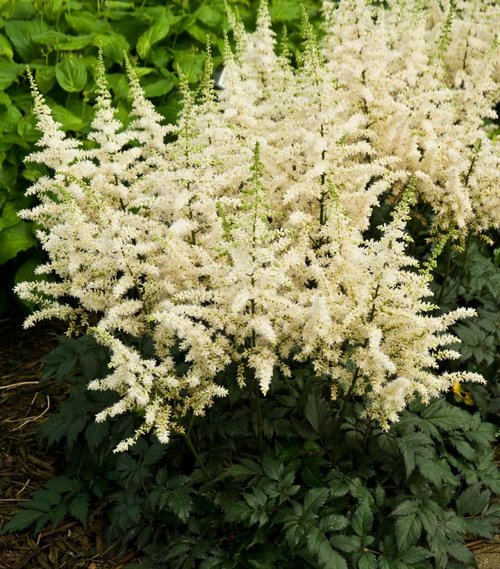 Astilbe chinensis 'Vision in White'