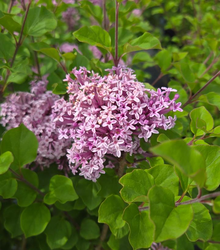 Syringa meyeri 'Palibin'