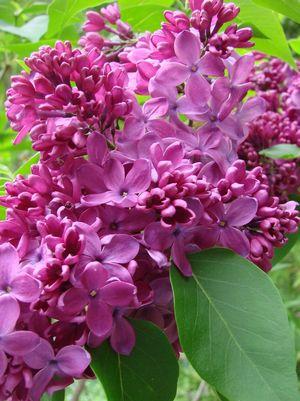 Syringa vulgaris 'Yankee Doodle'