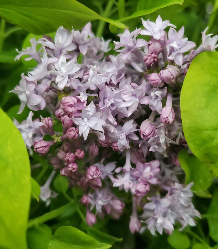 Syringa X hyacinthiflora 'Royal Purple'