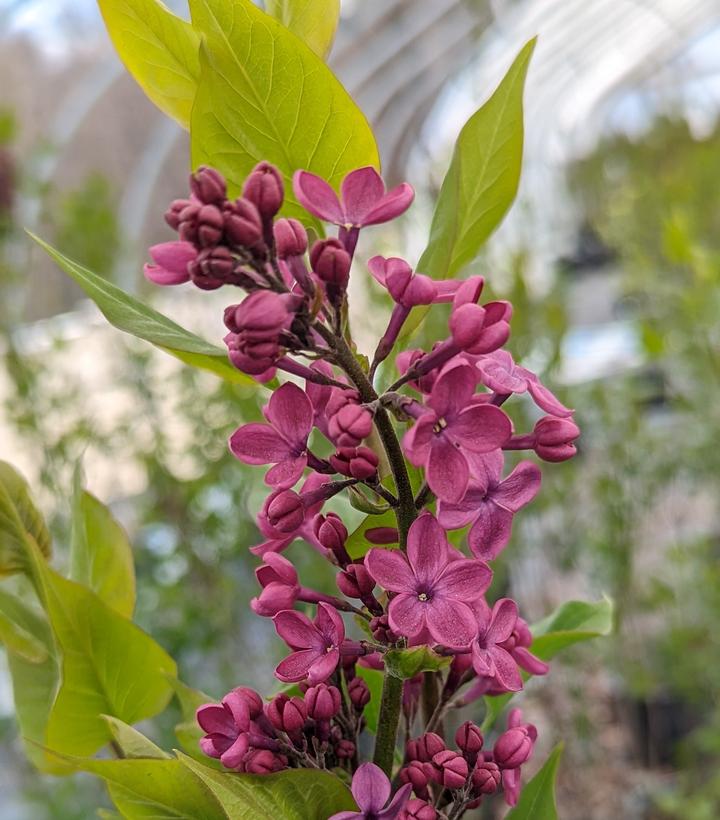 Syringa X hyacinthiflora 'Declaration'