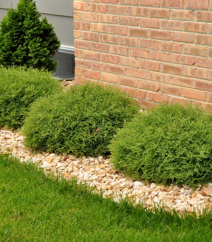 Thuja occidentalis Mr. Bowling Ball®