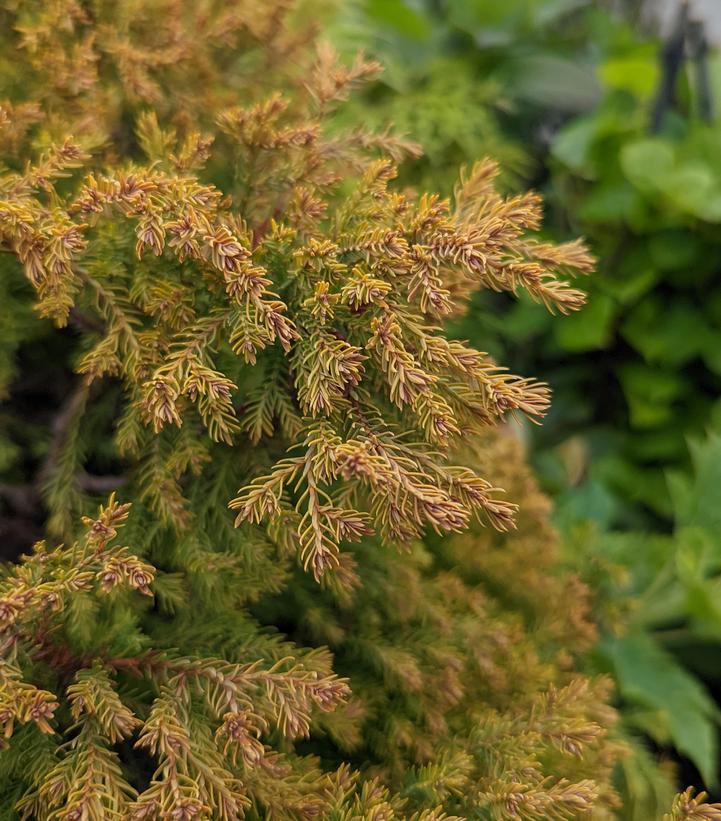 Thuja occidentalis 'Rheingold'