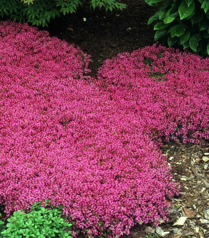 Thymus praecox 'Coccineus'