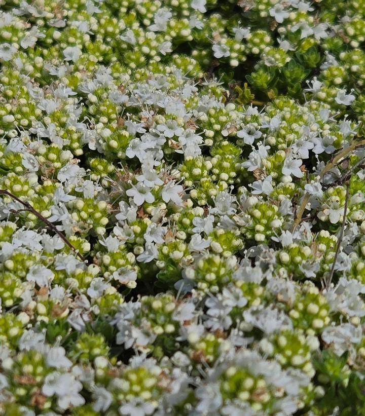 Thymus praecox 'Albus'
