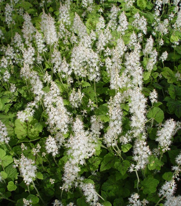 Tiarella cordifolia 'Running Tapestry'
