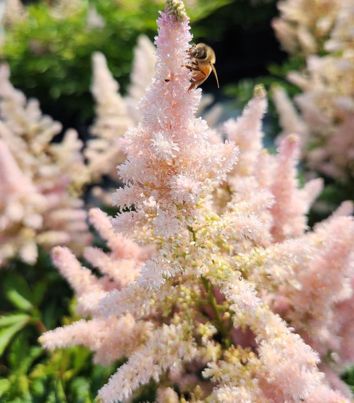 Astilbe x Younique™ 'Silvery Pink'