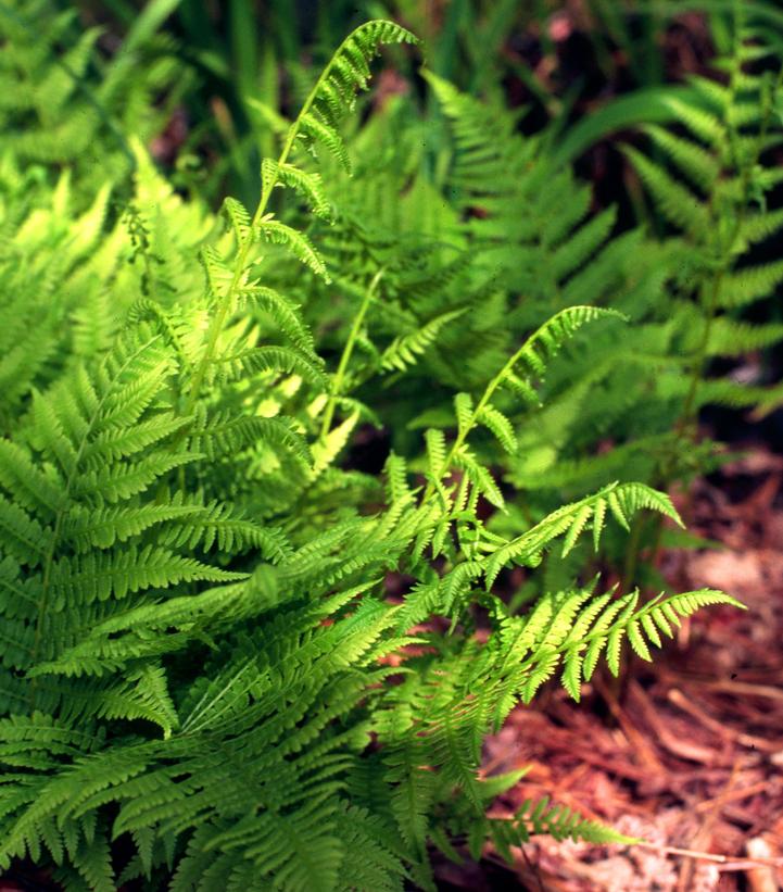 Athyrium filix-femina 
