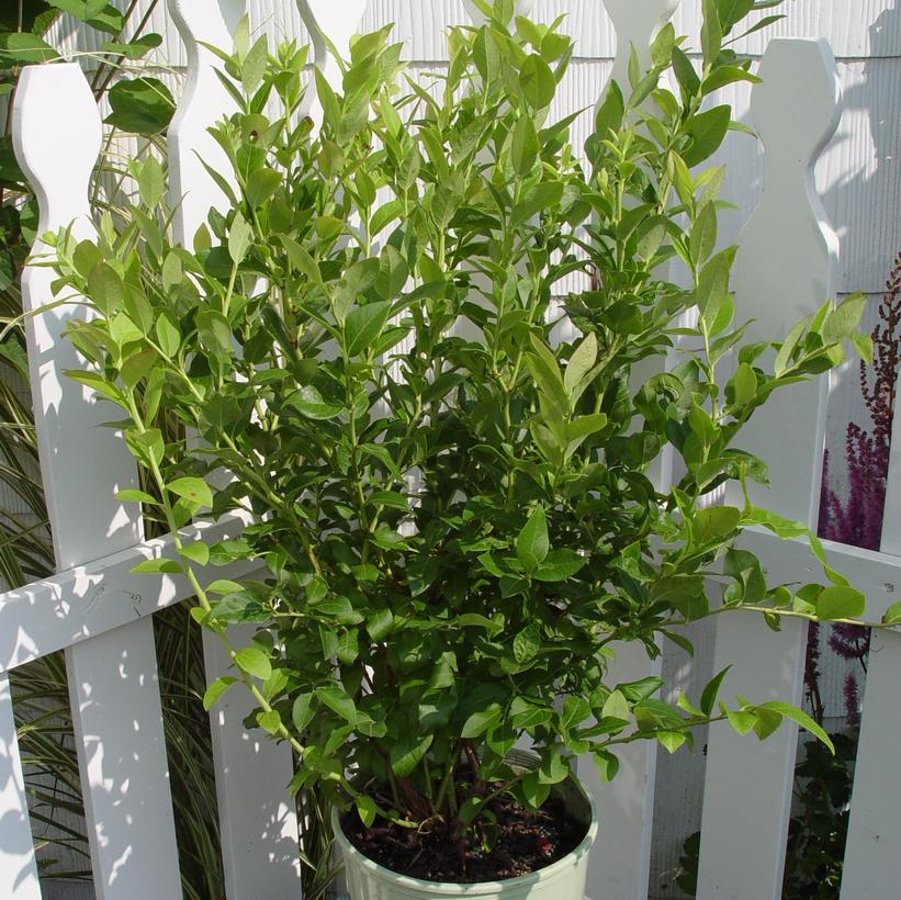 Vaccinium corymbosum 'Blue Jay'