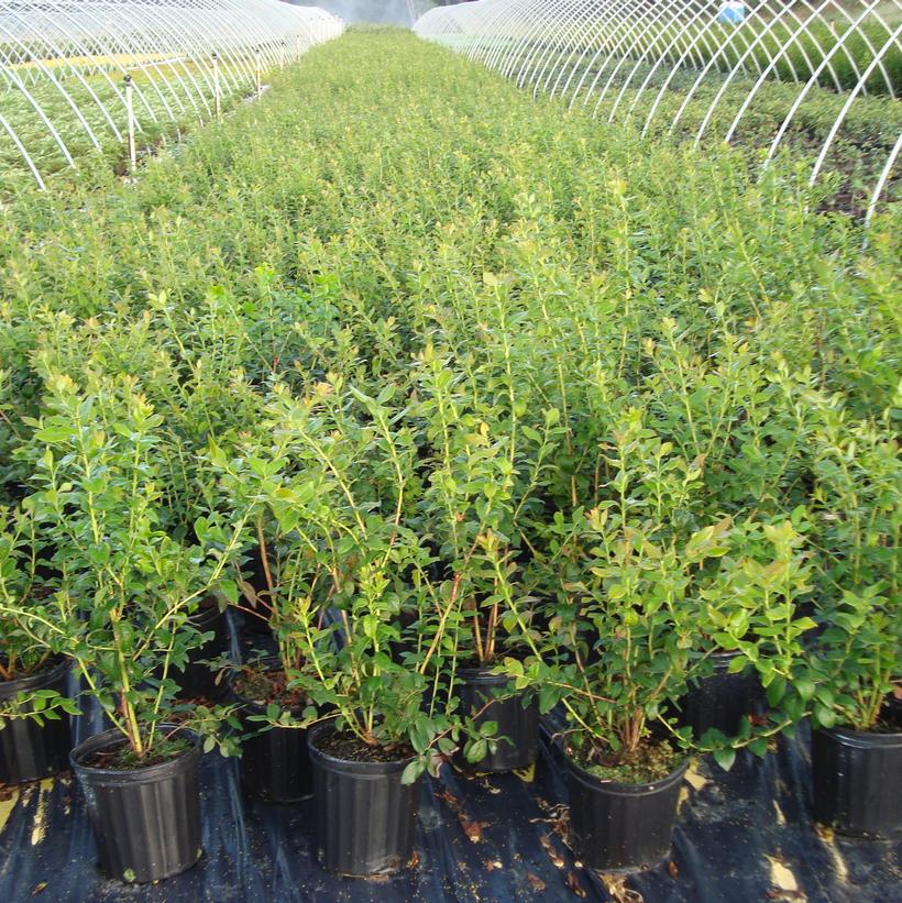 Vaccinium corymbosum 'Blueray'