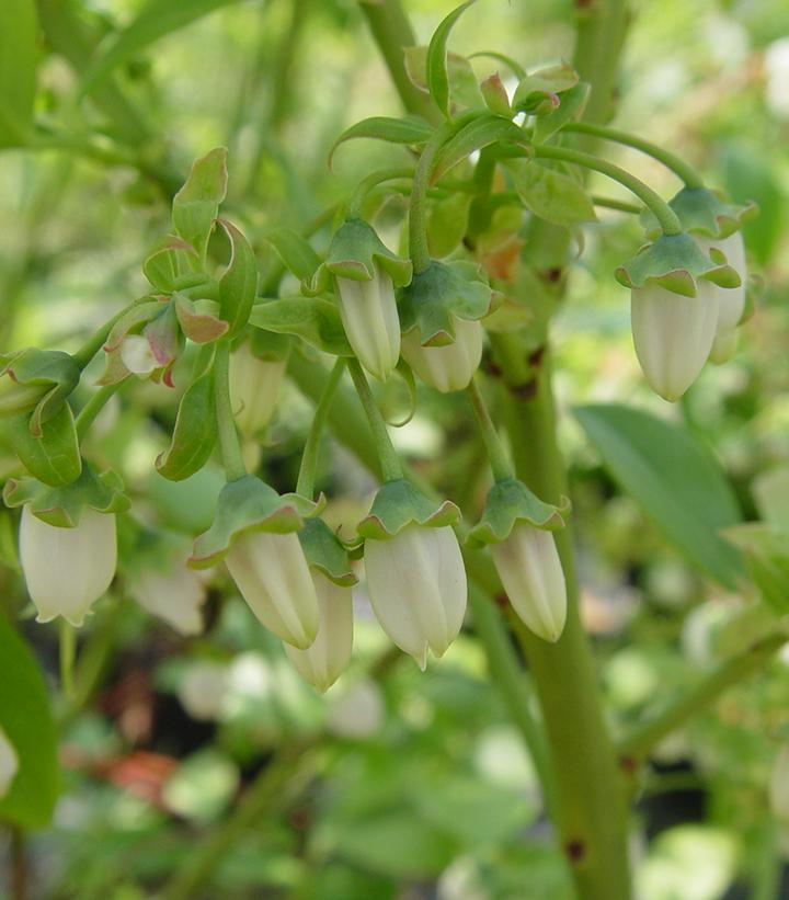 Vaccinium corymbosum 'Jersey'