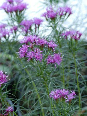 Vernonia lettermannii 'Iron Butterfly'
