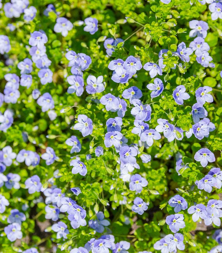 Veronica repens 