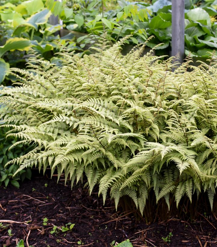 Athyrium x 'Ghost'