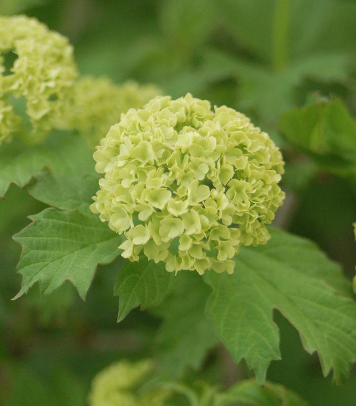 Viburnum opulus 'Roseum'