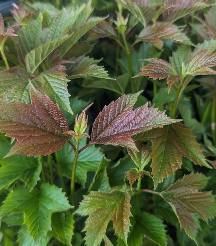 Viburnum trilobum 'Baileys Compactum'
