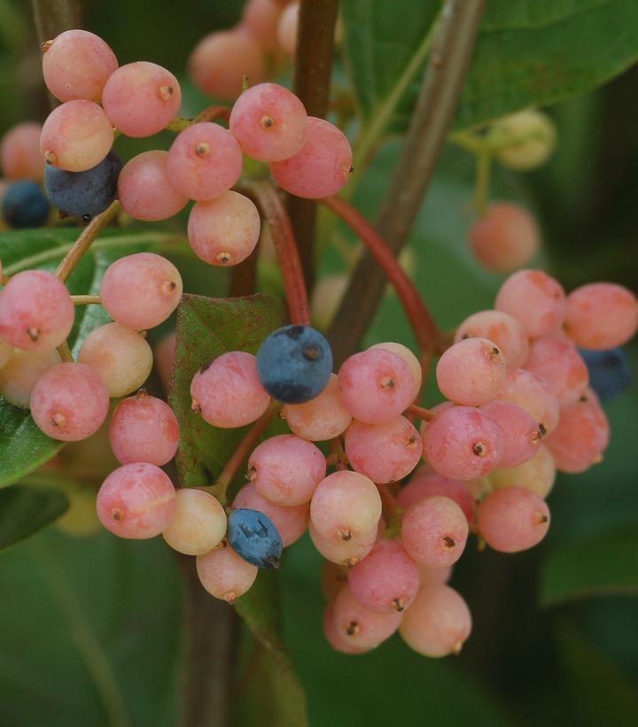 Viburnum nudum 'Winterthur'