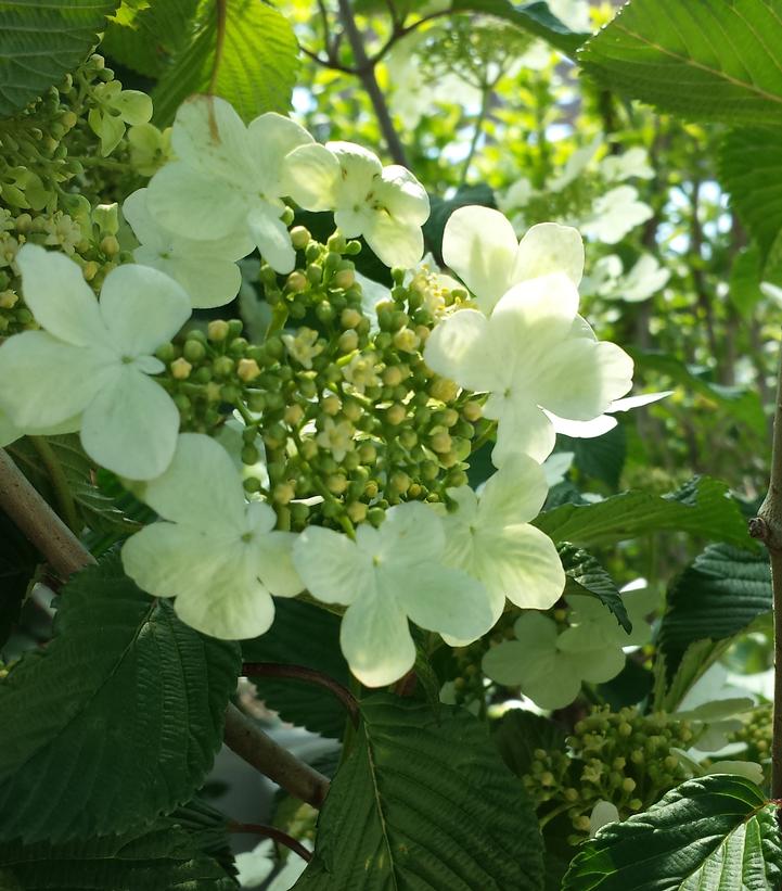 Viburnum plicatum f. tomentosum 'Mariesii'
