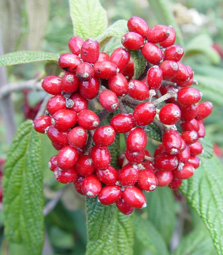 Viburnum rhytidophyllum 