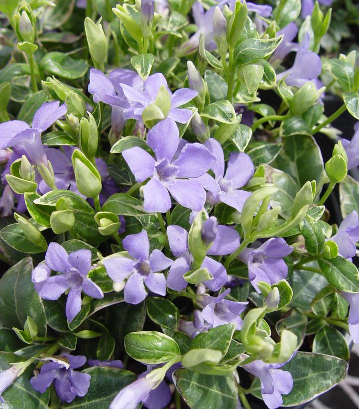 Vinca minor 'Ralph Shugert'