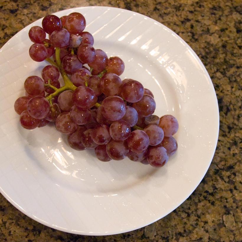 Vitis x 'Reliance'