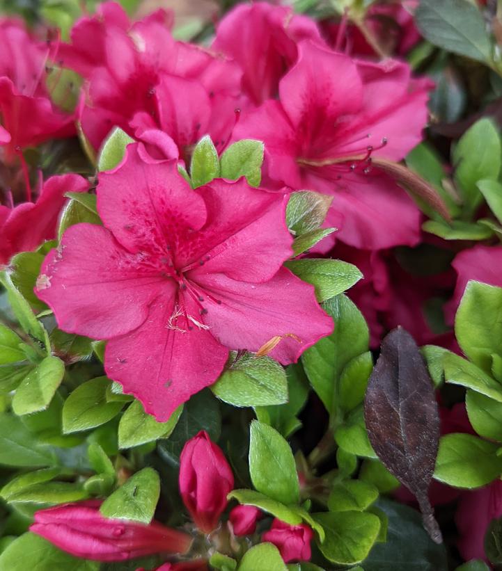 Azalea x 'Bixby'