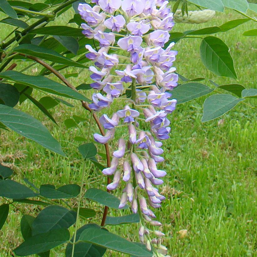 Wisteria macrostachya 'Blue Moon'