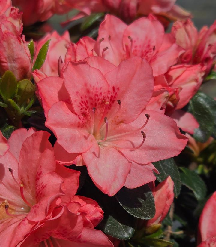 Azalea x 'Blaauws Pink'