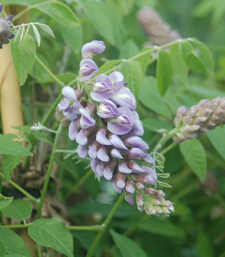 Wisteria frutescens 'Amethyst Falls'