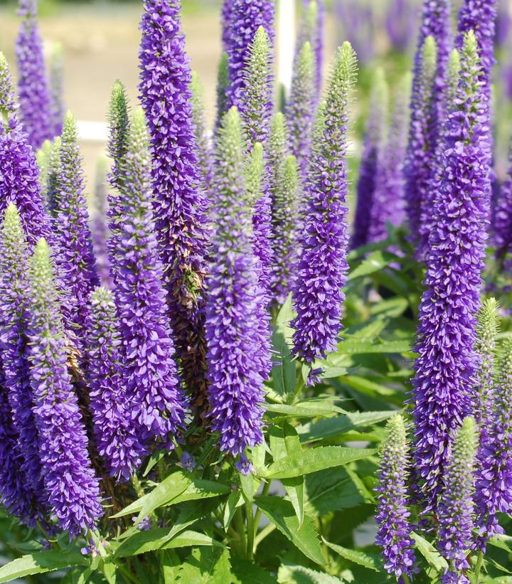 Veronica spicata 'Royal Candles'