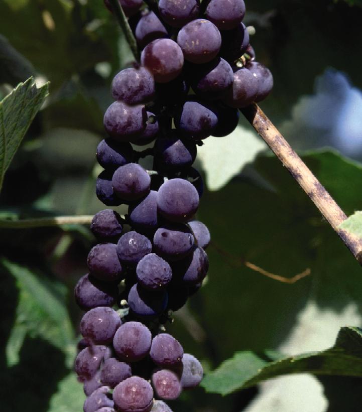 Vitis x 'Canadice'