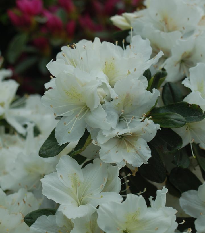 Azalea x 'Delaware Valley White'