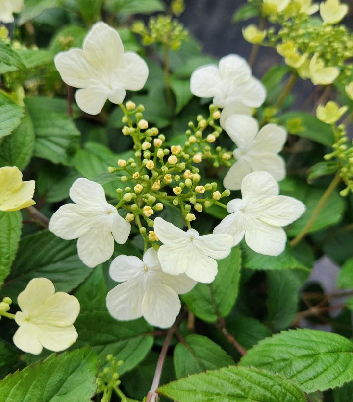 Viburnum plicatum f. tomentosum 'Summer Snowflake'