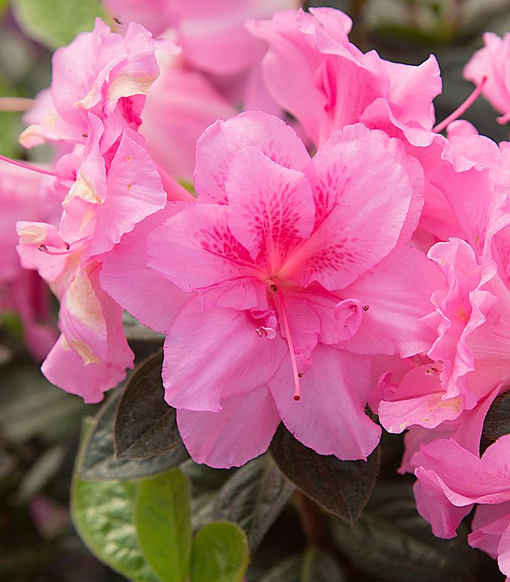 Azalea x Encore® Autumn Carnation®