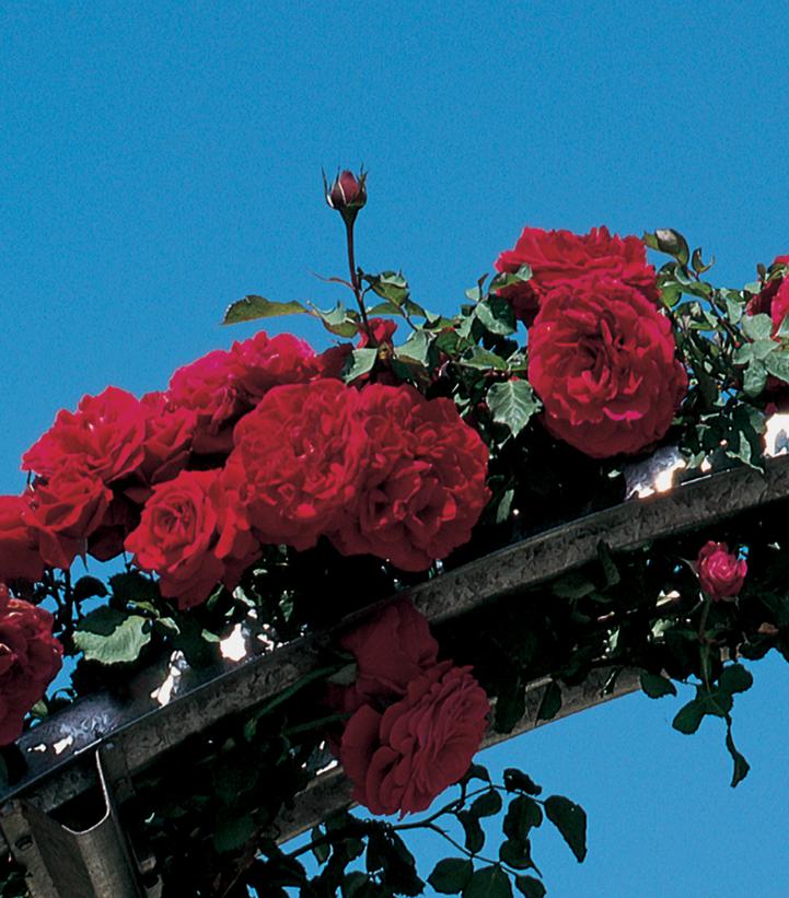 Rosa Don Juan Don Juan Climbing Rose from Prides Corner Farms