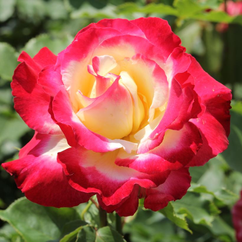Rosa 'Double Delight' Double Delight Hybrid Tea Rose from Prides Corner  Farms
