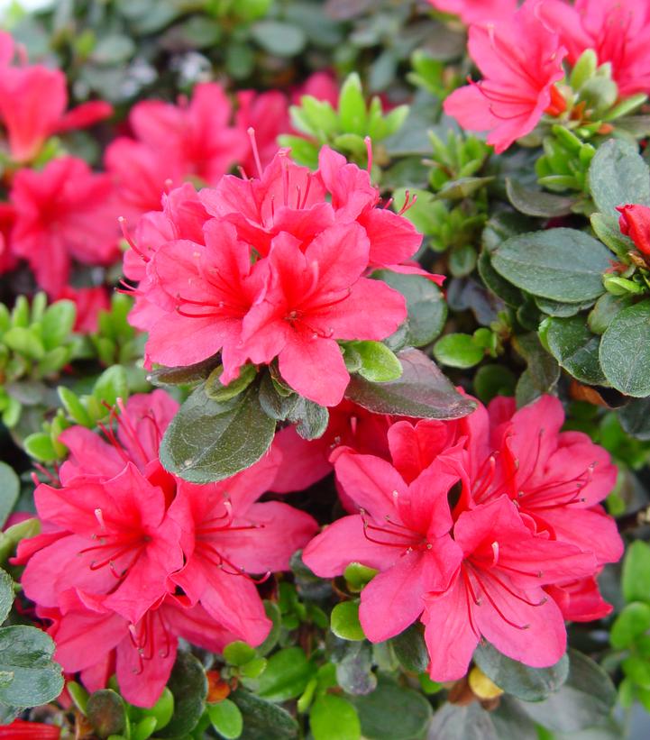 Azalea x 'Hino-crimson'