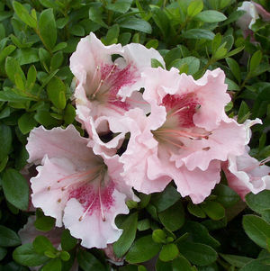 Azalea x 'Gumpo Pink'