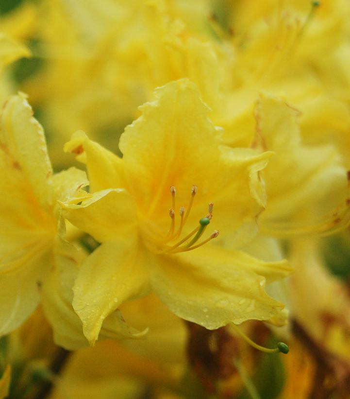Azalea x Northern Lights 'Lemon Lights'