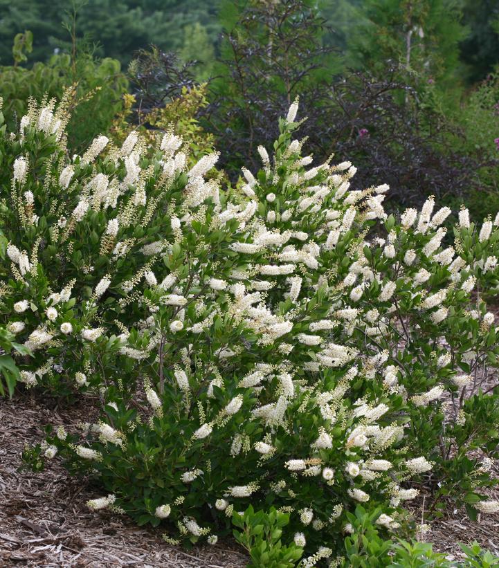 Clethra alnifolia Vanilla Spice®