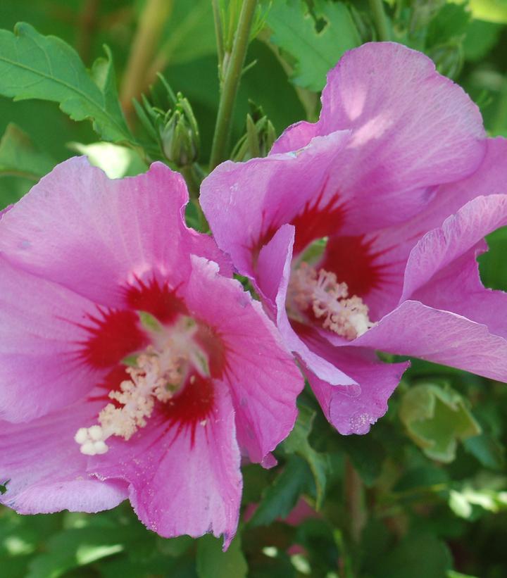 Hibiscus syriacus Violet Satin®