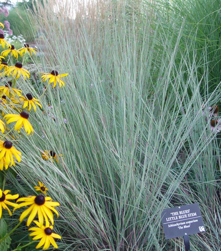 Schizachyrium scoparium The Blues